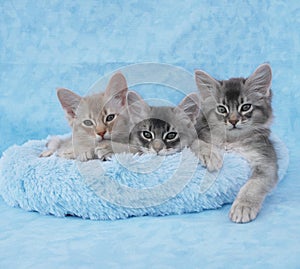 Somali kittens in a blue bed