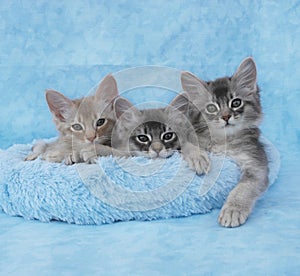 Somali kittens in a blue bed