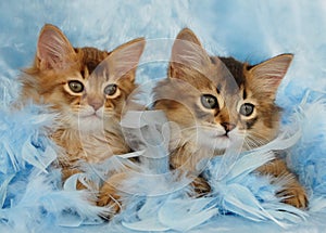 Somali kittens relaxing in blue feathers