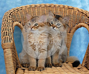 Somali kittens on a wicker chair