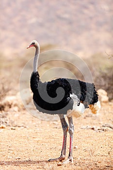 Somali ostrich