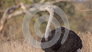 Somali Ostrich in Savanna