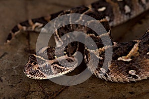 Somali puff adder Bitis arietans somalica