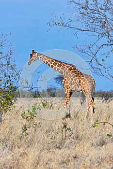 Somali or Reticulated Giraffe, Meru NP, Kenya