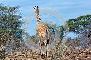 Somali or Reticulated Giraffe, Tail Flicking