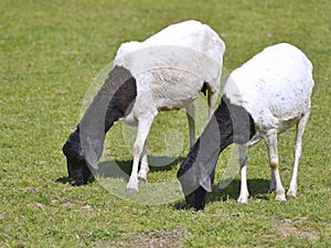 Somali sheep grazing