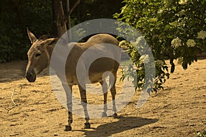 Somali wild ass Equus africanus somaliensis.