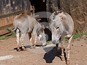 Somali wild ass. Equus africanus somaliensis