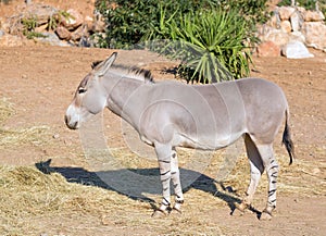 Somali wild Equus africanus somaliensis photo
