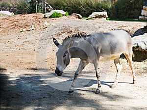 The Somali Wild - Equus Africanus Somaliensis - walks the ground and looks for food on a sunny day