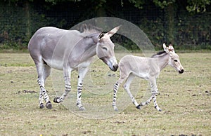 Somali Wild mother with foal