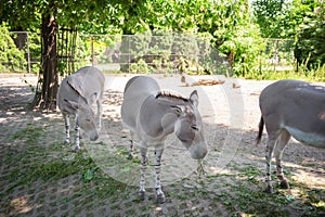 Somali wild asses in zoo on sunny day