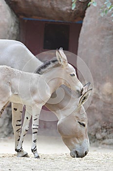 Somali wild baby and mother