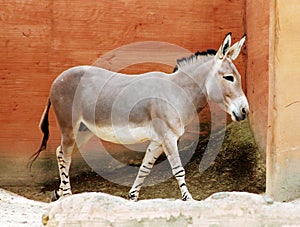 Somali wild donkey passing, Equus africanus somaliensis