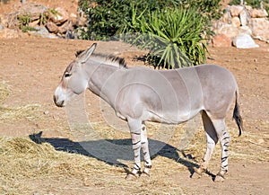 Somali wild Equus africanus somaliensis