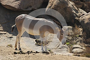 Somali wild (Equus africanus somaliensis)