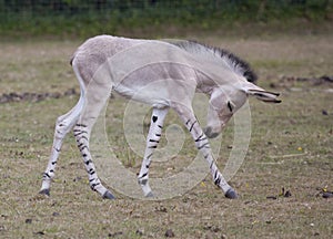 Somali Wild foal