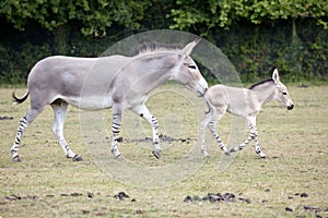 Somali Wild mother with foal