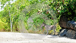 Somali wild in zoo