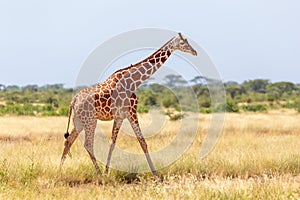 Somalia giraffe goes over a green lush meadow