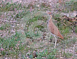 Somalische renvogel, Somali courser, Cursorius somalensis