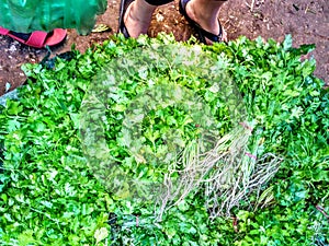 Somany green colore coriander leaf in market.