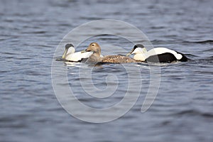 Somateria molissima, Common Eider.