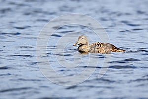 Somateria molissima, Common Eider.