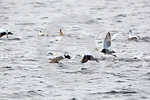 Somateria molissima, Common Eider.