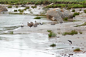 Somateria molissima, Common Eider.