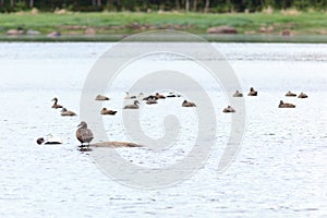 Somateria molissima, Common Eider.