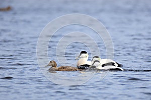 Somateria molissima, Common Eider.