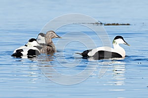 Somateria molissima, Common Eider.