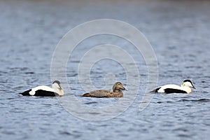 Somateria molissima, Common Eider.