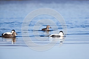 Somateria molissima, Common Eider.