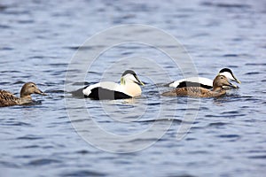 Somateria molissima, Common Eider.