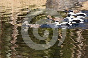 Somateria molissima, Common Eider.