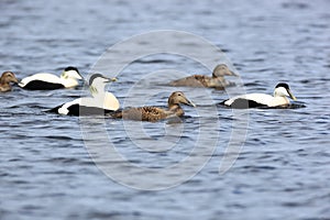 Somateria molissima, Common Eider.