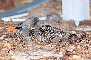 Somateria molissima, Common Eider.