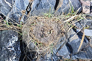 Somateria molissima, Common Eider.