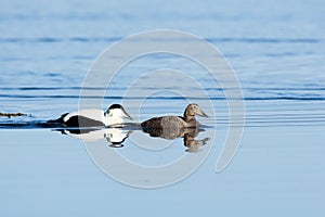 Somateria molissima, Common Eider. photo