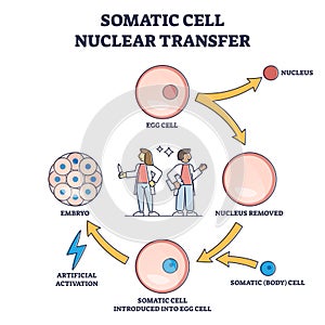 Somatic cell nuclear transfer as genetic change process steps outline diagram