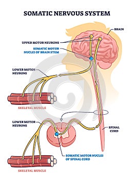 Somatic nervous system with human brain impulse to muscle outline diagram