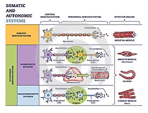 Somatic vs autonomic nervous system in detailed division outline diagram