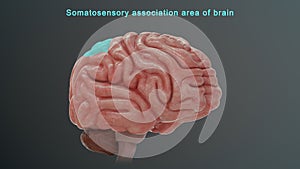 Somatosensory association area of human brain