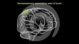 Somatosensory association area of human brain photo