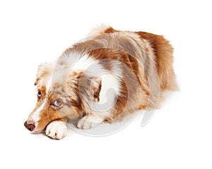 Somber Australian Shepherd Dog Laying