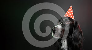 Somber black dog wearing a red party hat.