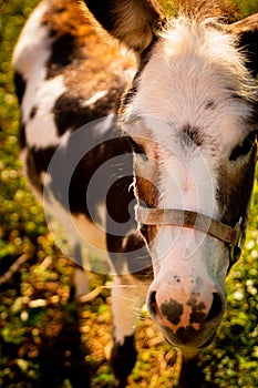 Somber donkey in sunlight