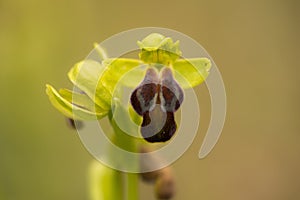 Sombre Bee Orchid with one flower